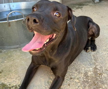 NELSON, Hund, Labrador-Mix in Spanien - Bild 1