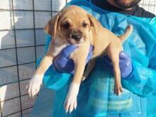 RITA, Hund, Mischlingshund in Italien - Bild 10