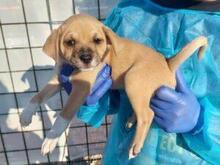 RITA, Hund, Mischlingshund in Italien - Bild 11