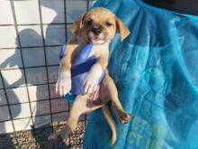 RITA, Hund, Mischlingshund in Italien - Bild 12