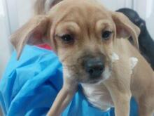 RITA, Hund, Mischlingshund in Italien - Bild 13