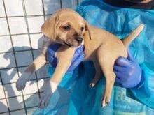 RITA, Hund, Mischlingshund in Italien - Bild 8