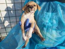 RITA, Hund, Mischlingshund in Italien - Bild 9