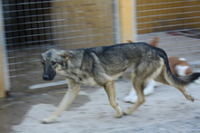 MULAN, Hund, Mischlingshund in Spanien - Bild 2