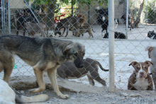 MULAN, Hund, Mischlingshund in Spanien - Bild 3