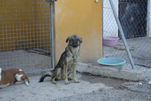 MULAN, Hund, Mischlingshund in Spanien - Bild 4