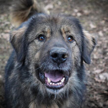 HAGRID, Hund, Mischlingshund in Rumänien - Bild 1