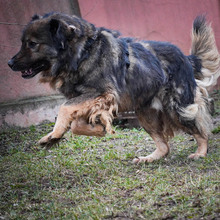 HAGRID, Hund, Mischlingshund in Rumänien - Bild 3