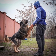 HAGRID, Hund, Mischlingshund in Rumänien - Bild 4