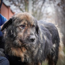 HAGRID, Hund, Mischlingshund in Rumänien - Bild 5