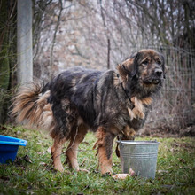 HAGRID, Hund, Mischlingshund in Rumänien - Bild 6