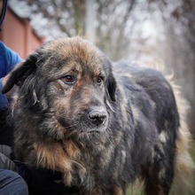 HAGRID, Hund, Mischlingshund in Essen - Bild 5