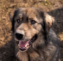 HAGRID, Hund, Mischlingshund in Essen - Bild 7