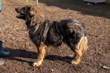 HAGRID, Hund, Mischlingshund in Essen - Bild 8