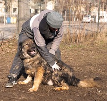 HAGRID, Hund, Mischlingshund in Essen - Bild 9