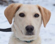 MANNI, Hund, Mischlingshund in Rösrath - Bild 1