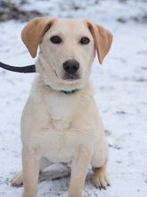 MANNI, Hund, Mischlingshund in Rösrath - Bild 2