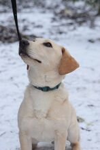 MANNI, Hund, Mischlingshund in Rösrath - Bild 3