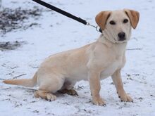 MANNI, Hund, Mischlingshund in Rösrath - Bild 4