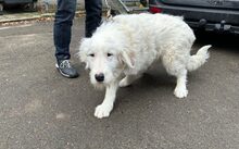 ELLIOT, Hund, Herdenschutzhund-Mix in Altomünster - Bild 1