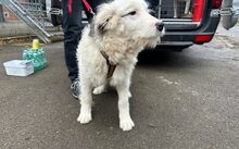 ELLIOT, Hund, Herdenschutzhund-Mix in Altomünster - Bild 2