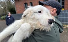 ELLIOT, Hund, Herdenschutzhund-Mix in Altomünster - Bild 4