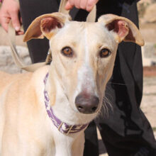 CLARINA, Hund, Galgo Español in Spanien - Bild 1