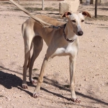 CLARINA, Hund, Galgo Español in Spanien - Bild 2