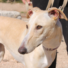 CLARINA, Hund, Galgo Español in Spanien - Bild 4