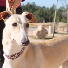 CLARINA, Hund, Galgo Español in Spanien - Bild 5