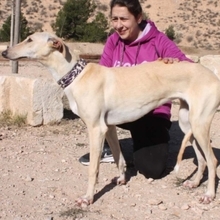 CLARINA, Hund, Galgo Español in Spanien - Bild 6