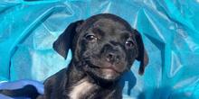 RANIERO, Hund, Mischlingshund in Italien - Bild 10