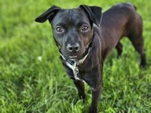 RANIERO, Hund, Mischlingshund in Italien - Bild 11