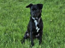 RANIERO, Hund, Mischlingshund in Italien - Bild 7
