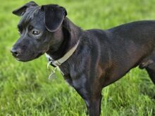 RANIERO, Hund, Mischlingshund in Italien - Bild 8