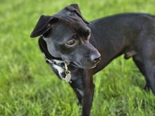 RANIERO, Hund, Mischlingshund in Italien - Bild 9