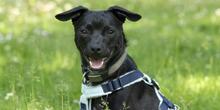 RANIERO, Hund, Mischlingshund in Essen