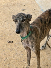 TERE, Hund, Galgo Español in Spanien - Bild 1