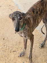 TERE, Hund, Galgo Español in Spanien - Bild 2