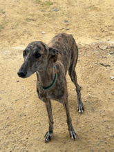 TERE, Hund, Galgo Español in Spanien - Bild 3