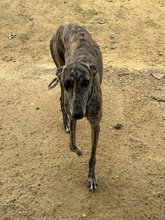 TERE, Hund, Galgo Español in Spanien - Bild 4