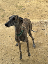 TERE, Hund, Galgo Español in Spanien - Bild 5