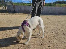 NICOLINA, Hund, Mischlingshund in Italien - Bild 10