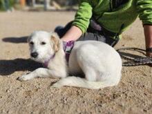 NICOLINA, Hund, Mischlingshund in Italien - Bild 2