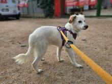 NICOLINA, Hund, Mischlingshund in Italien - Bild 3