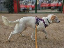 NICOLINA, Hund, Mischlingshund in Italien - Bild 6