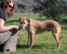 BARBINHAS, Hund, Mischlingshund in Portugal - Bild 3