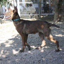 ROMA, Hund, Mischlingshund in Spanien - Bild 2