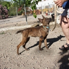 ROMA, Hund, Mischlingshund in Spanien - Bild 3