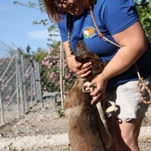 ROMA, Hund, Mischlingshund in Spanien - Bild 4